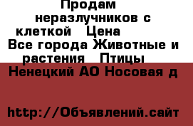 Продам 2 неразлучников с клеткой › Цена ­ 2 500 - Все города Животные и растения » Птицы   . Ненецкий АО,Носовая д.